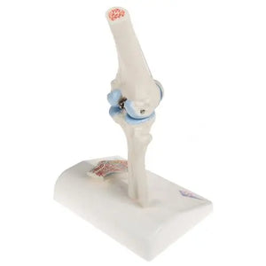 Mini-articulation du genou avec coupe transversale, sur socle - Anatomie et pathologie - My Podologie