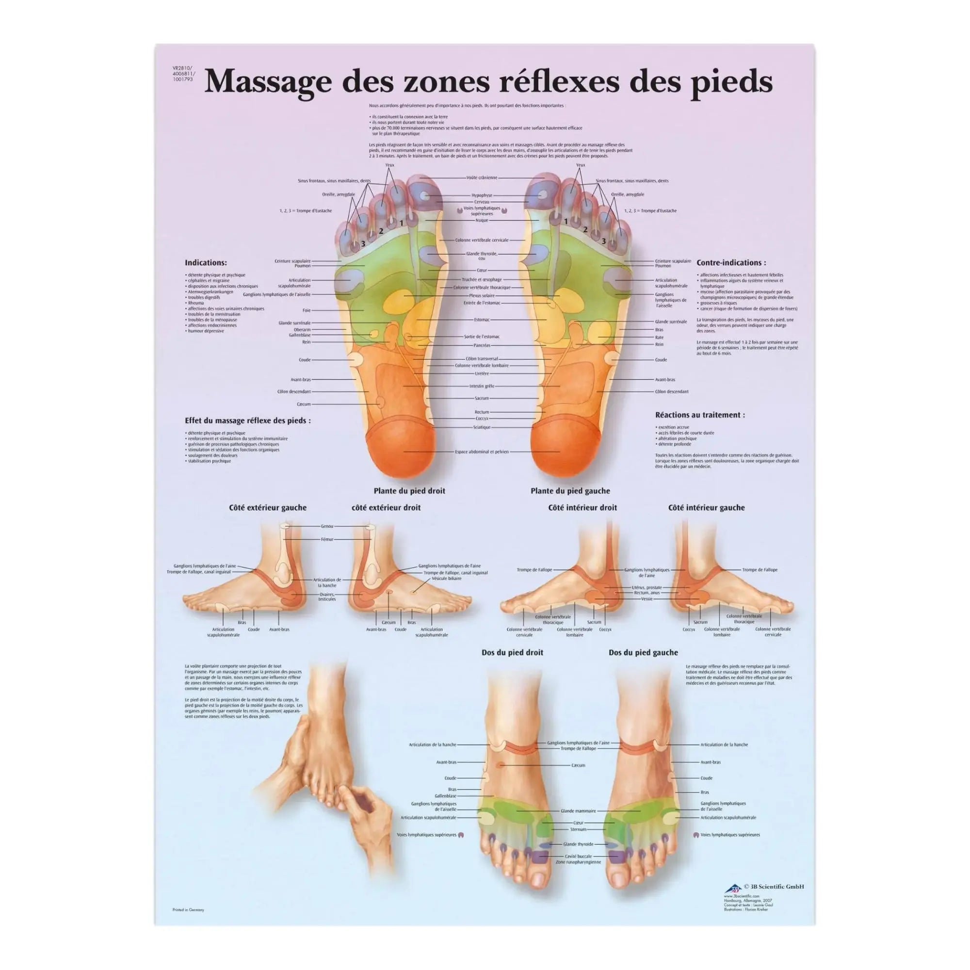 Anatomical board - Massage of the reflex zones of the feet